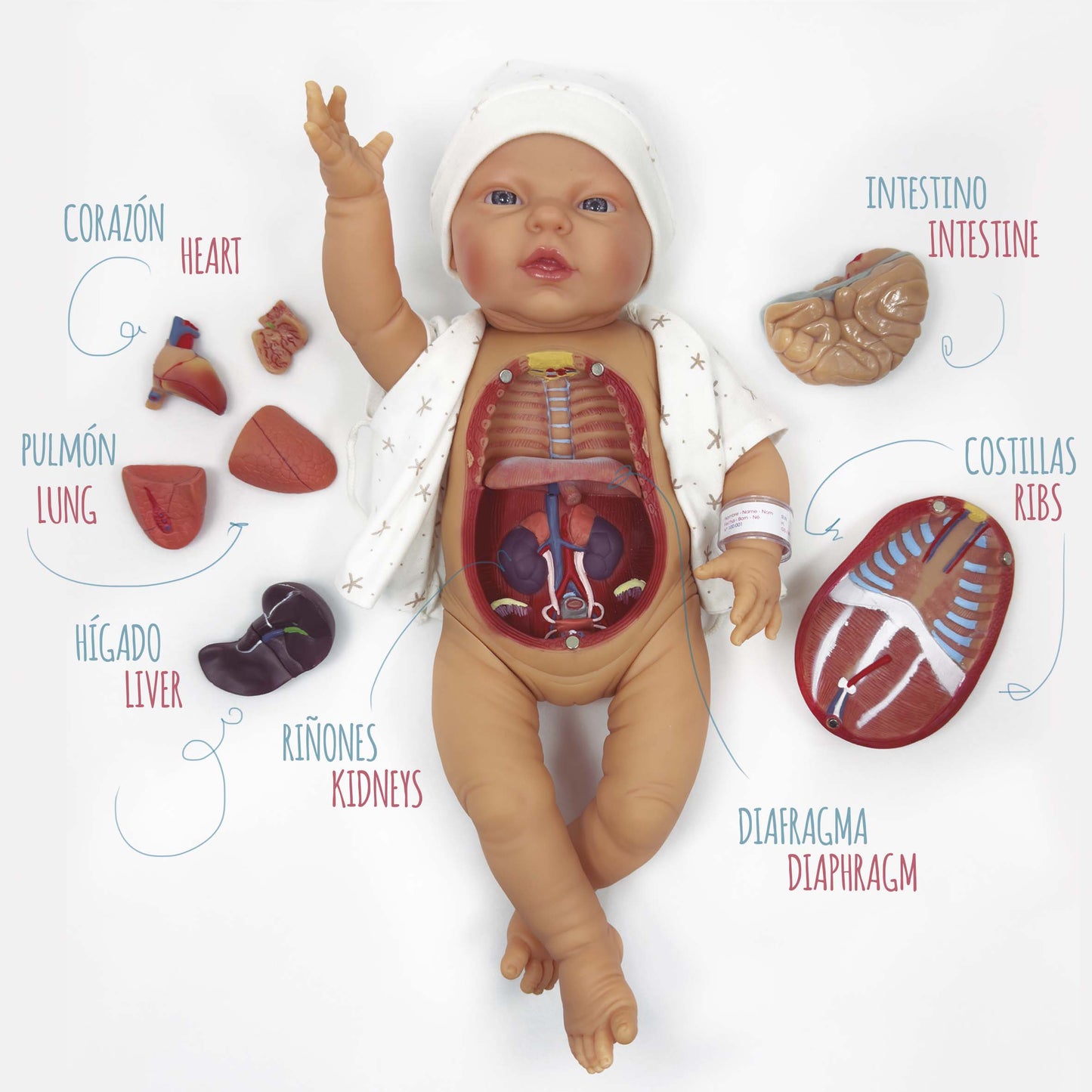 Anatomisk dukke Tara,  45 cm